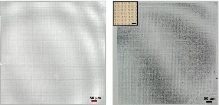 Figure 8. Images optiques des timbres PDMS. La gauche montre un timbre PDMS vide tandis que la droite montre le timbre PDMS après la technique d'assemblage convectif/capillaire