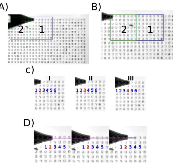 Figure 9.  Exécution de scripts sur des cellules de levure.  Images optiques prises à des moments précis pendant l'exécution du script
