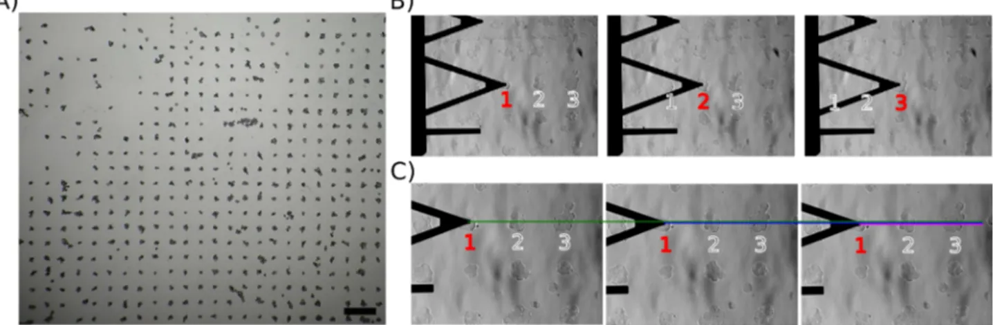 Figure 11. Images optiques des réseaux de cellules BIOSOFT. A) Les résultats de l'immobilisation, sur chaque spot, permettent de voir des petits groupes de cellules (clusters de cellules), la barre est de  250 µm