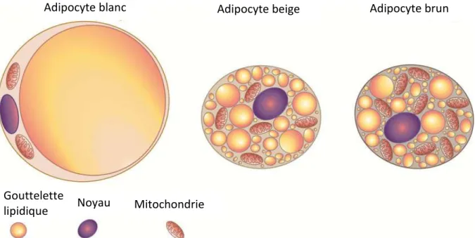 Figure  I-  2  :  Représentation  des  différents  types  d’adipocytes.  Les  adipocytes  blancs  (à  gauche)  présentent peu de mitochondries et sont constitués principalement de lipides, les adipocytes beiges  (au  milieu)  tout  comme  les  adipocytes  bruns  (à  droite)  présentent  plusieurs  petites  gouttelettes  lipidiques ainsi que de nombreuses mitochondries 11   