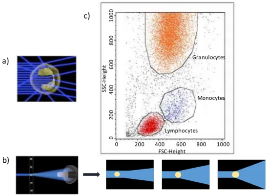 Figure I- 6 : Résultat d’une analyse d’un échantillon sanguin (globules rouges lysés, seuls les globules  blancs restent) par cytométrie en flux (FACS) - a) Schématisation de la caractérisation de la  granularité  d’une cellule par le Side Scatter - b) Sch