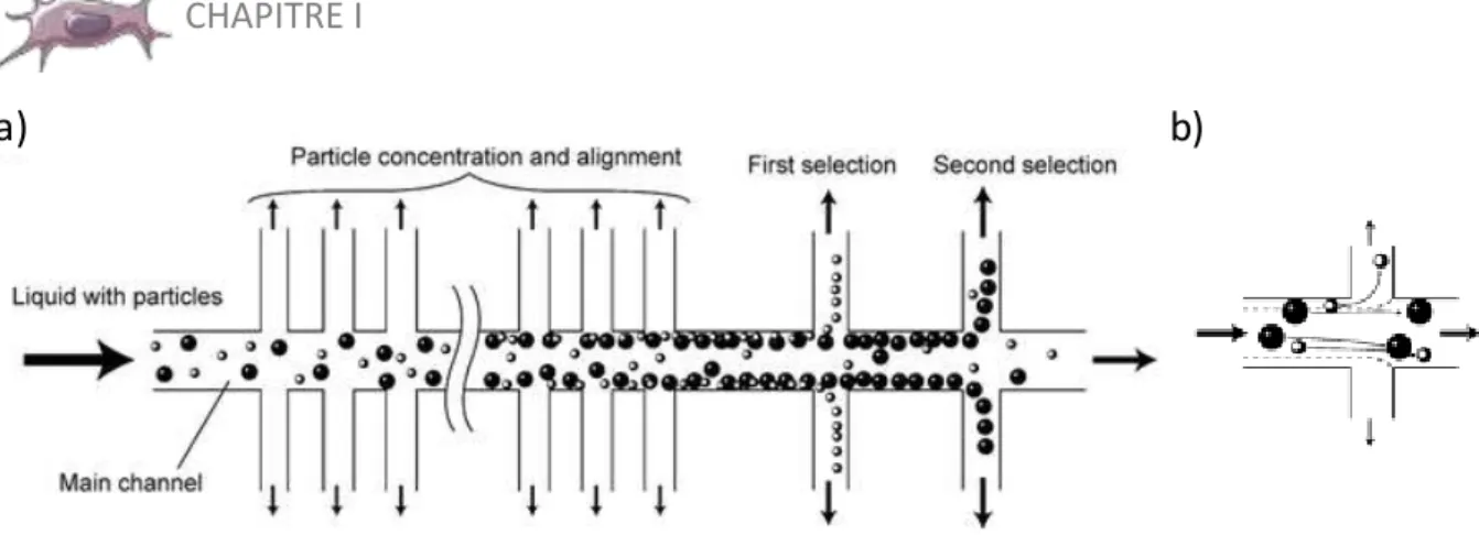 Figure I- 13  :  Principe  de  la  filtration  hydrodynamique  –  a)  Schéma  du  dispositif  complet  -  b)  Schématisation du comportement des particules : focalisation sur une intersection 62
