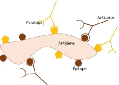 Figure I- 14 : Représentation schématique de la liaison entre les épitopes d’un antigène et les paratopes  complémentaires des anticorps spécifiques 