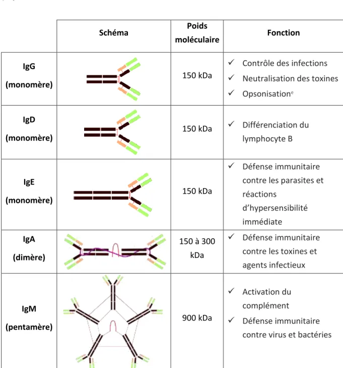 Tableau I- 2 : Schématisation, poids moléculaires et fonctions des différents types d’anticorps  