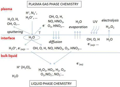 Figure 15 : Schéma général des transferts des espèces chimiques à l’interface  plasma/liquide [114]