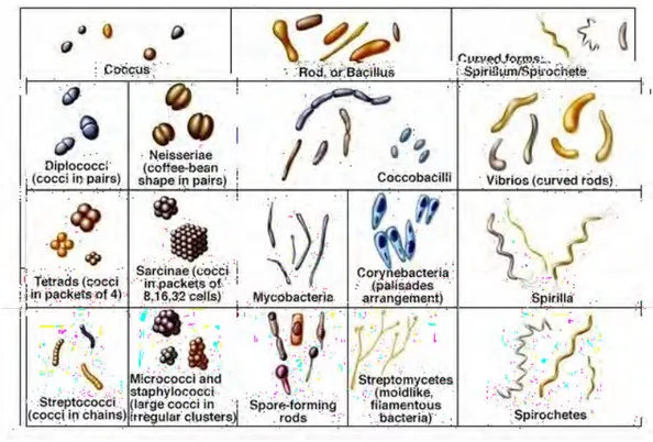 Figure 1.17 – Schéma des types de morphologie usuellement rencontrés chez les bactéries.