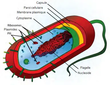 Figure 1.18 – Schéma d’une bactérie générique présentant les éléments communs à toutes les bactéries [53].