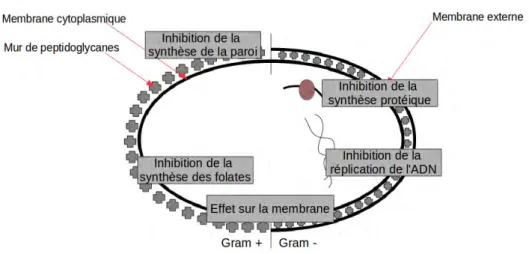 Figure 1.24 – Schéma récapitulatif des cinq modes d’action principaux des antibiotiques