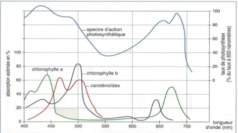 Figure 1.9 : Spectre d’absorption des pigments chlorophylliens et spectre d'action  photosynthétique [31] 