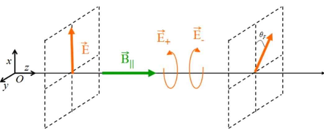 Figure 1.3  Illustration de l'eet Faraday correspondant à une biréfringence circulaire induite par un champ magnétique longitudinal ⃗B || 