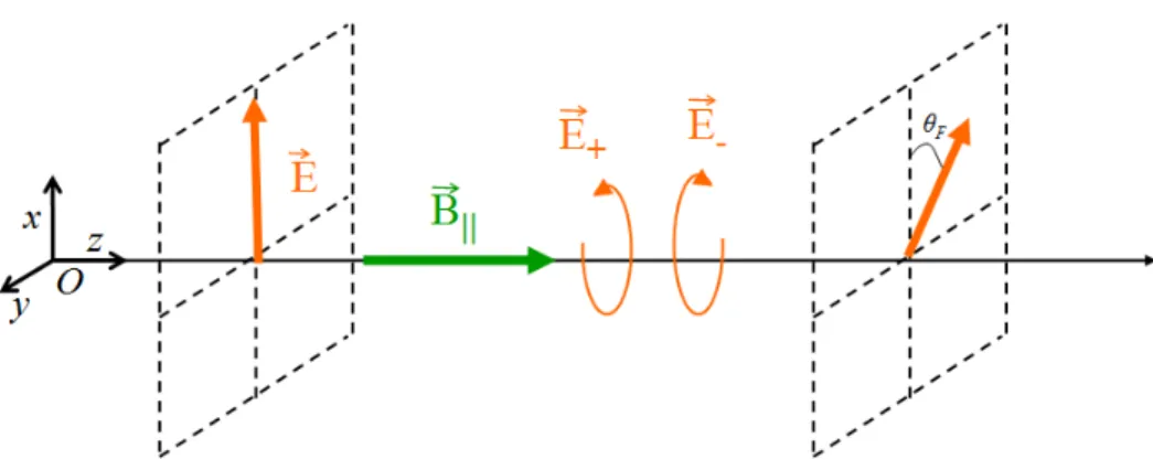 Figure 1.3  Illustration de l'eet Faraday correspondant à une biréfringence circulaire induite par un champ magnétique longitudinal ⃗B || 