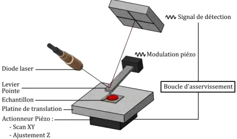 Figure 1.7 – Exemple d’un système de détection des déflexions du levier (cantilever)