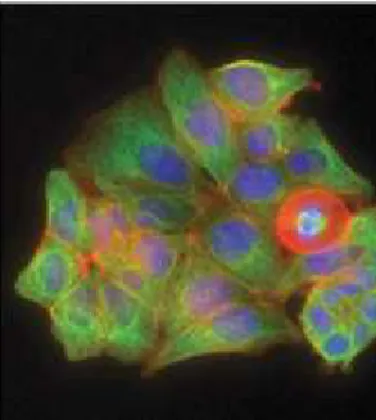 Figure 3.1.1 – Micrographie fluorescente du cytosquelette cellulaire HCT116 : cellules can- can-céreuses du côlon