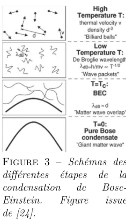 Figure 3 – Schémas des différentes étapes de la condensation de  Bose-Einstein. Figure issue de [24].