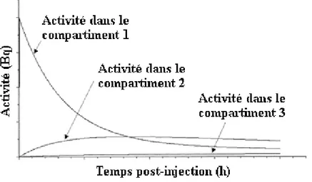Figure 1.11: Exemple de Courbes Activit´e-Temps d’un mod`ele tri-compartimental
