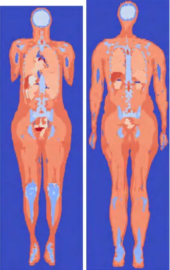 Figure 1.5: Female and male reference models from ICRP Publication no. 110 (ICRP 2009).