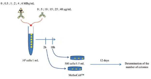 Figure 2.2: Schematic representation of the protocol used for clonogenic survival experiments