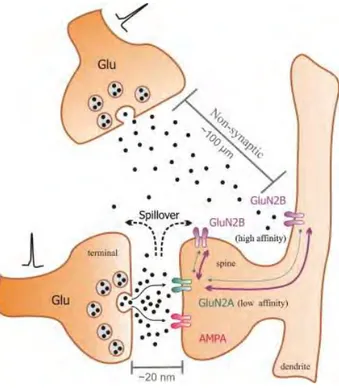 Figure 15 : Récepteurs synaptiques (contenant sous-unités GluN2A) et non synaptiques (extrasynaptiques) (contenant sous-unité  GluN2B) : localisation et fonctions possibles (dessins schématiques).La suractivation des neurones glutamatergiques libère du glutamate 