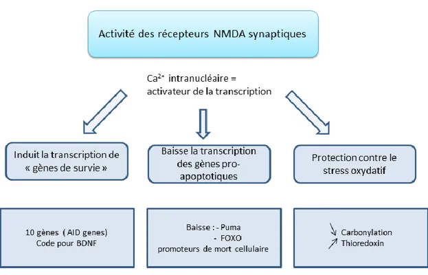 Figure 17 : Résumé des actions neuroprotectrices après activation des récepteurs NMDA synaptiques  1.2.4