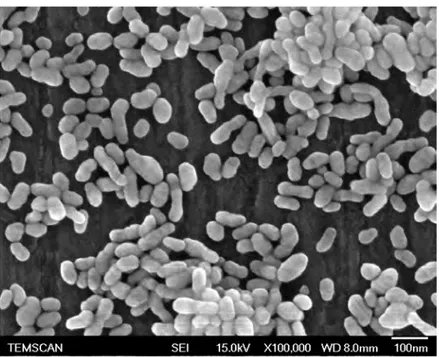 Figure 2.1 – Image par microscopie électronique des nanoparticules sur le substrat