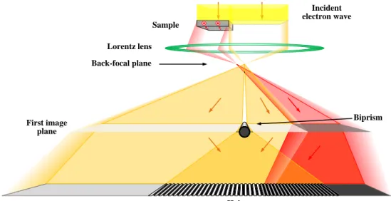 Figure 2.6. Schematic representation of electron holography. 