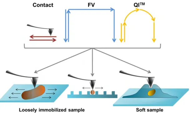 Figure  8.  AFM  modes  comparison.  For  each  mode,  contact,  Force-Volume  (FV)  and  Quantitative 