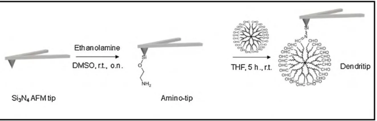 Figure  9.  Schematic  representation  of  Dendritip  fabrication.  Amino  groups  are  introduced  on  the 