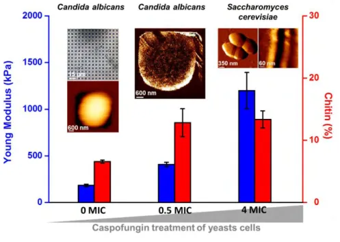 Figure 13. Overview of the effects of caspofungin on Candida albicans and Saccharomyces cerevisiae