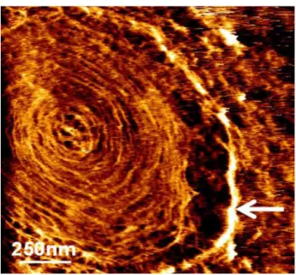 Figure 14. Exploring the ultrastructure of yeast cell surface in response to a thermal stress by AFM