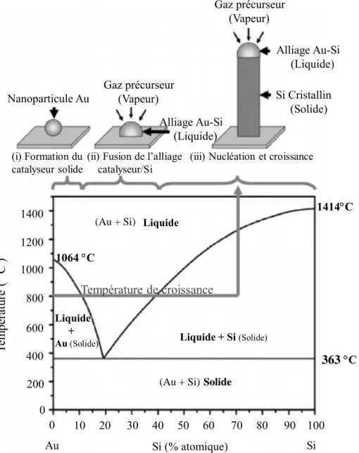 Figure I.2 – Étapes de la croissance des nanofils via le processus VLS assistée par nanoparticules d’or à une température constante de 800˚C a .