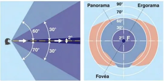 Figure 19 Image de gauche : Champ visuel horizontal - Image de droite : champ visuel vu de face (Zone bleu : vision  stéréoscopique) (16) 
