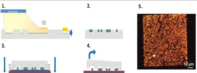 Figure  II.8 :  (1→4)  Représentation  schématique  de  l’élaboration  par  assemblage  capillaire  dirigé 