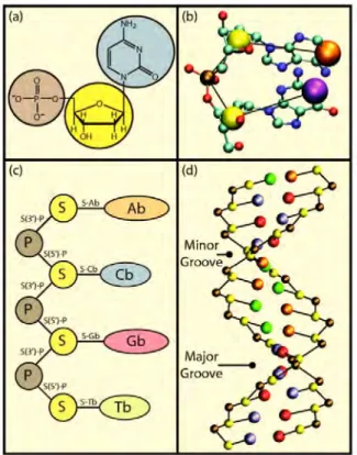 Figure 2.7: Schematic coarse-graining procedure for dsDNA. (a) Grouping of atoms. (b) Mapping of atomistic details to coarse-graining
