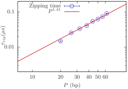 Figure 3.6: Log-log plot of the zipping time vs the zipped ssDNA length P = 3(L(0)− ¯