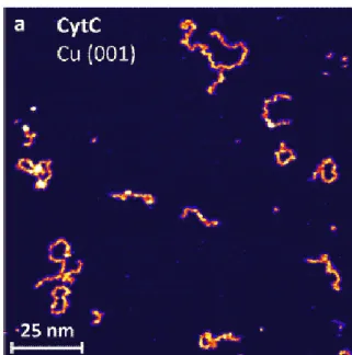 Figure 5 : Image STM de cytochromes C sur une surface de cuivre(001) présentant des structures  fragmentées [24]