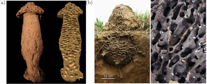 Figure 1.1: Nids construits par des termites (1). (a) Nid de termites Cubitermes (photo et coupe reconstruite par tomographie aux rayons X)