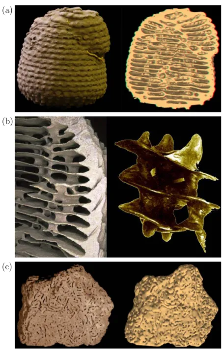 Figure 1.2: Nids construits par des termites (2). (a-b) Nid souterrain de termites Apico- Apico-termes