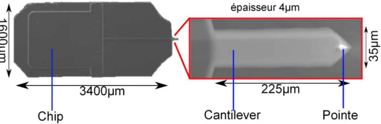 Figure I.14: Image MEB (Microscope électronique à balayage) d'un chip avec cantilever (gauche) et de ce même cantilever avec sa pointe (droite)