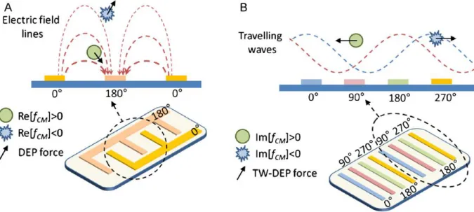 Figure 1-16-Electrodes microstructures qui génèrent un champ électrique non uniforme a) non uniformité  spatiale de l’intensité du champ qui induit une force de DEP classique b) non uniformité spatiale de la phase 