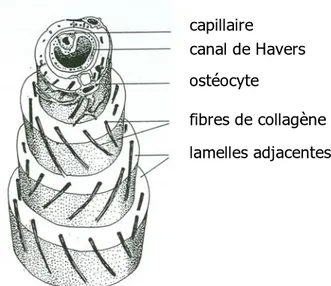 Figure I.6. Désorientation relative des fibres de collagène dans un ostéon  II.3. Organisation structurale osseuse à l'échelle submicronique 