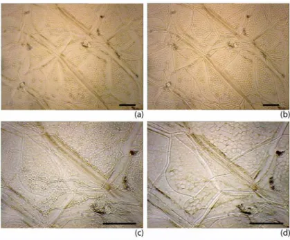 figure 4.35 afin de connaître la signature du gel à ces températures.