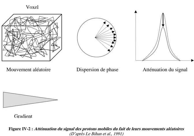 Figure IV-2 : Atténuation du signal des protons mobiles du fait de leurs mouvements aléatoires  