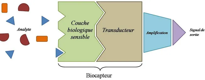 Figure 1.3 : Schéma de principe des différents éléments constitutifs d’un biocapteur. 