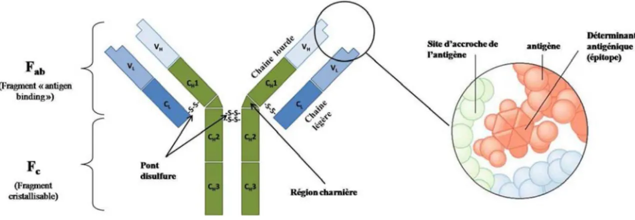 Figure 1.5 : Schéma de la structure d’un anticorps (éléments sous copyright ©Pearson Education 2004) 