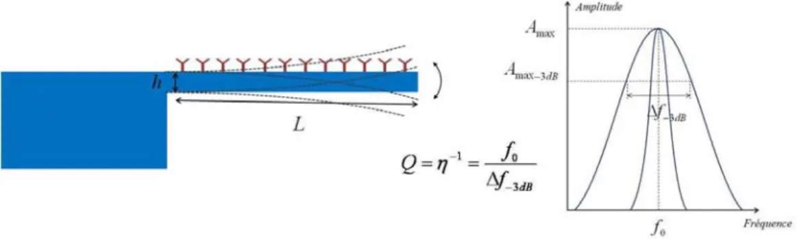 Figure 1.17: Principe de fonctionnement d’un BioMEMS dynamique, ici un levier dans un mouvement de vibration hors-du- hors-du-plan