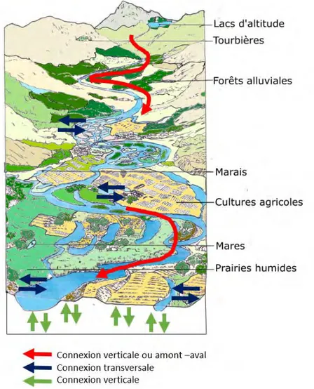 Figure 4: Représentation d'un bassin versant, de ses hydrosystèmes fluviaux et de la dynamique fluviale (adapté de FAO and  European Inland Fisheries Advisory Commission (1998)et de Amoros et Petts (1993)