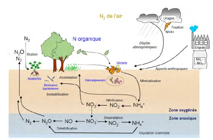 Figure 11: Cycle de l'azote simplifié en 2D dans les sols adapté de la présentation de Dausse and Mérot (2014)