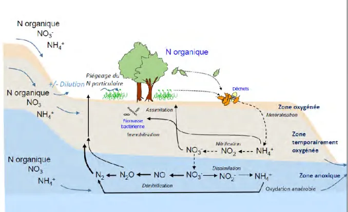 Figure 13: Cycle de l'azote permettant un abattement de l'azote au sein d’une zone humide (adapté de Dausse and Mérot  (2014))