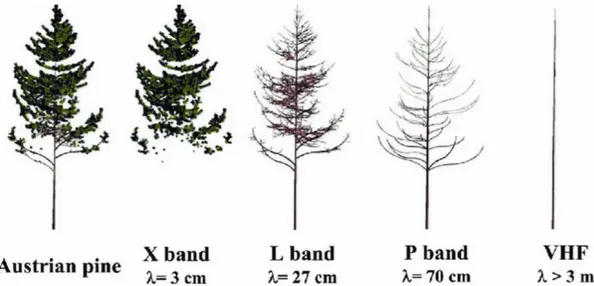 Figure I.7 : Sensibilité du signal radar aux feuilles, branches et troncs selon la bande de fréquence SAR utilisée