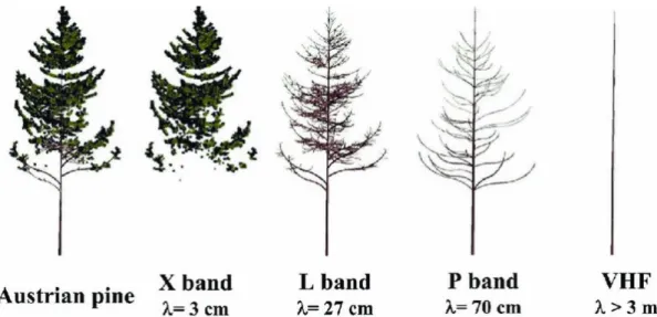 Figure I.7 : Sensibilité du signal radar aux feuilles, branches et troncs selon la bande de fréquence SAR utilisée